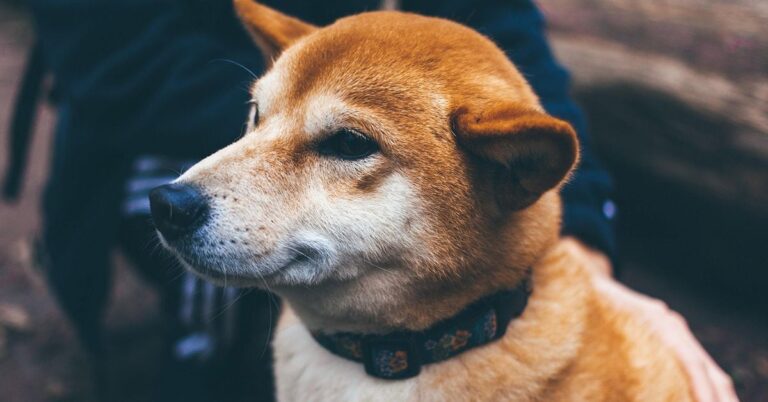 SHIB Token Creators Shiba Inu Are Working with CDSA on AI-Driven Concerns