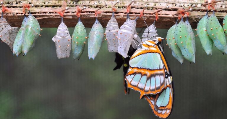 Trader Takes $20M ‘Butterfly’ Bet to Guard Against Bitcoin (BTC) Price Dropping to $47K